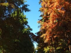 -黄海国家森林公园