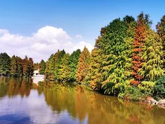 -上海海湾国家森林公园