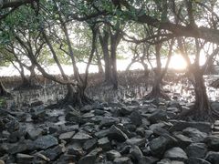 -宝安西湾红树林湿地公园