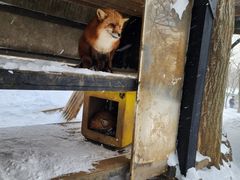 -宫城藏王狐狸村