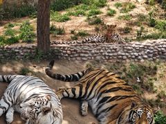 -西霞口神雕山野生动物世界