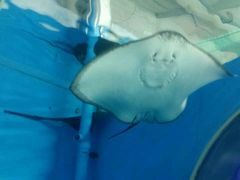 -北戴河圣蓝海洋公园