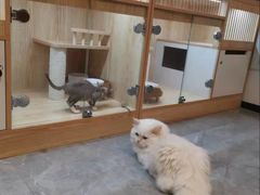 -山宅一喵德文卷毛猫舍