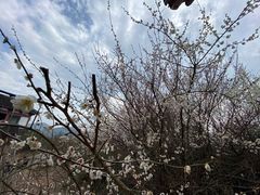 -穹窿山景区