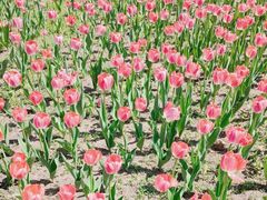 -长春公园(普阳街道)