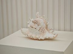 -青岛贝壳博物馆