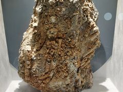 -河南自然博物馆