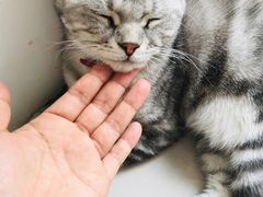 -平行世界·猫咖(首经贸店)