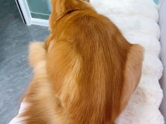 -爱洗澡的猫(望京店)