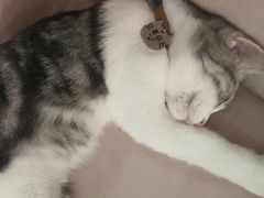 -糯米喵星人·撸猫猫舍咖啡馆(西市场嘉华店)