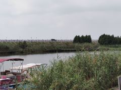 -合肥滨湖国家森林公园