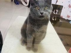 -萌兽医馆·犬猫专科·眼科中心·宠物医院(朝阳门分院)