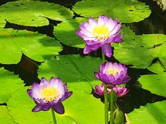 -国家植物园南园