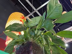 -米椰湘·辣椒炒肉