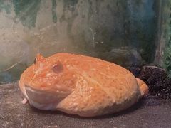 -上海大自然野生昆虫馆(东方明珠·爬宠昆虫探索中心)