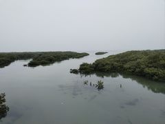 -北海金海湾红树林生态旅游区