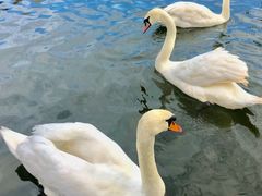 -烟墩角天鹅湖