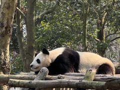 -都江堰中华大熊猫苑