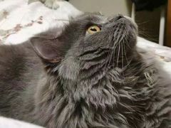 -东方名猫馆·英短金渐层布偶猫舍(环线广场1号楼店)