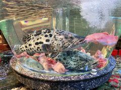 东星斑-德胜轩正宗顺德菜(宝安沙井会展中心店)