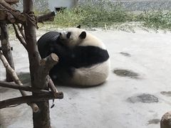 -西安秦岭野生动物园