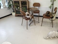 -共舞时光猫咖·狗咖(新街口店)