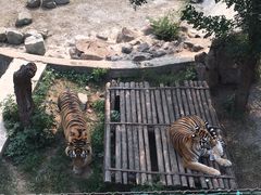 -辛玛王国游乐园