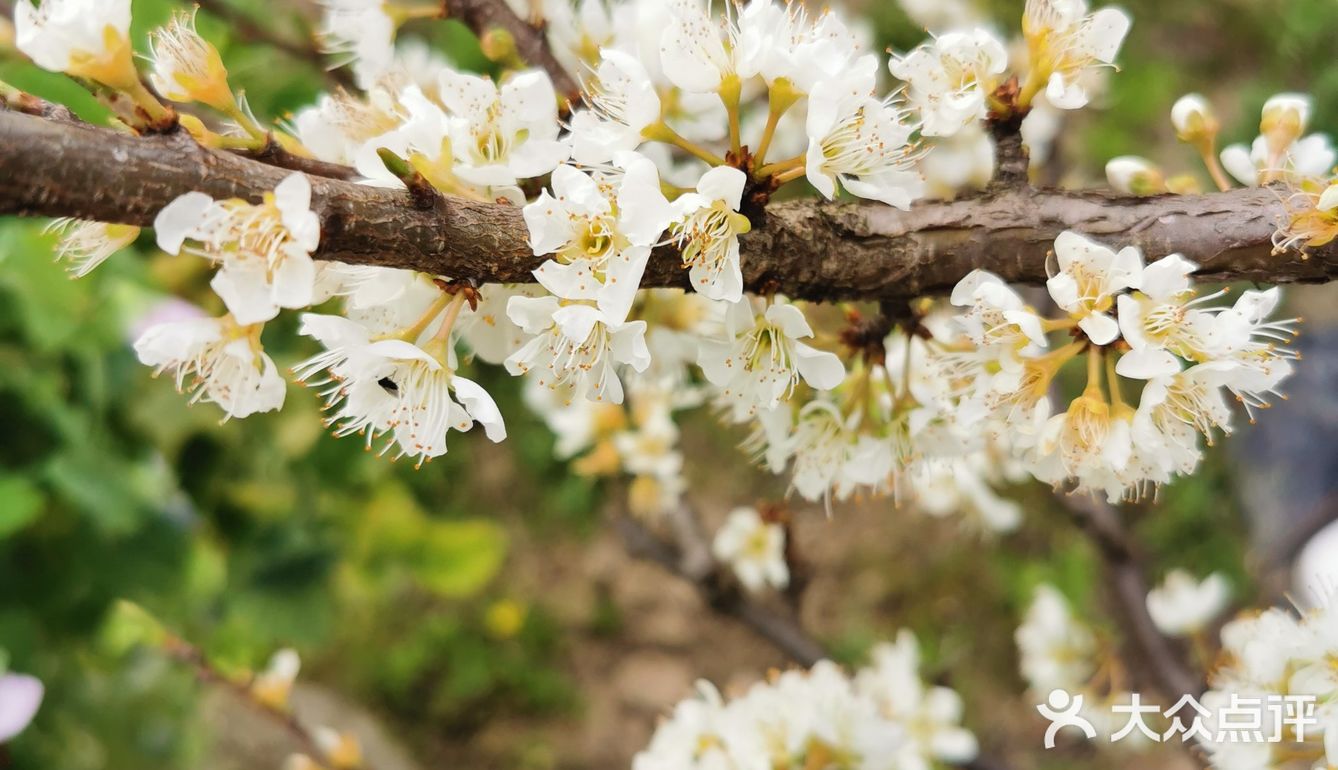 李子开花啦 - 大众点评吃喝玩乐精选