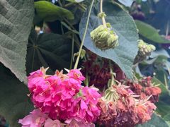 -东莞植物园