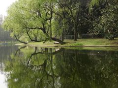 -上海共青森林公园