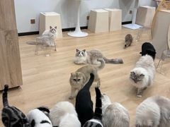 -有喵·猫咖·狗咖·30几只猫10只小狗(岗厦店)