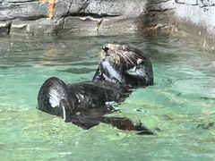 -西雅图水族馆