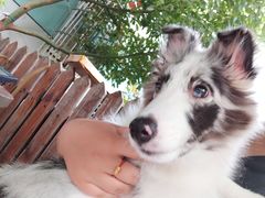 -宠爱有家宠物店(环镇北路店)