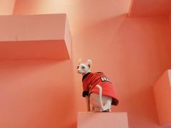 -藏猫猫咖啡主题馆(中央大道店)