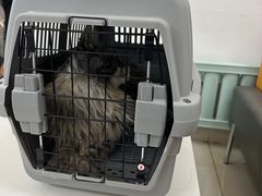 -北京观赏动物医院·24小时大型综合·猫专科·异宠专科