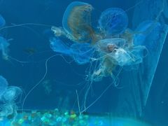 -福州罗源湾海洋世界旅游区