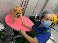-宠福鑫康馨动物医院·骨科·眼科