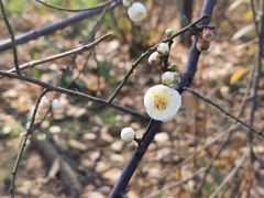 -三圣花乡旅游区