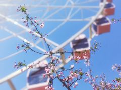-顾村公园