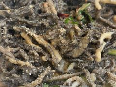 水爆肚-同发号饭庄(复兴路店)