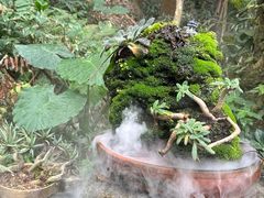 -深圳仙湖植物园