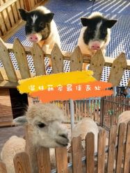 -萌宠亲子动物乐园(槐房万达店)
