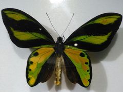 -上海昆虫博物馆