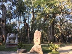 -瑞丽独树成林风景区