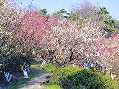 -南京古林公园