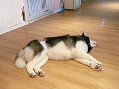 -Husky Go! 哈士奇体验馆·宠物咖啡厅狗咖