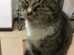 -田记宫廷奶酪