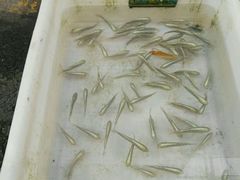 -清平路水族市场