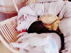 -Husky Go! 哈士奇体验馆·宠物咖啡厅狗咖