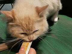 -喵喵咪呀布偶猫咖(春熙路店)